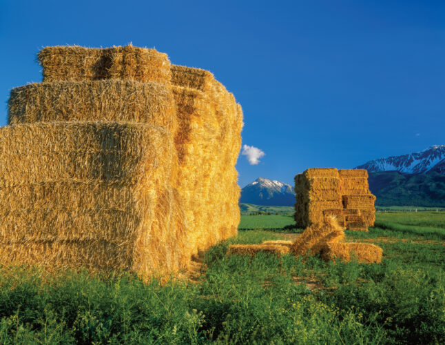 A Guide to Livestock Forage Feeding